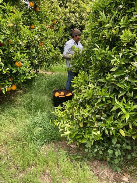 récolte des oranges