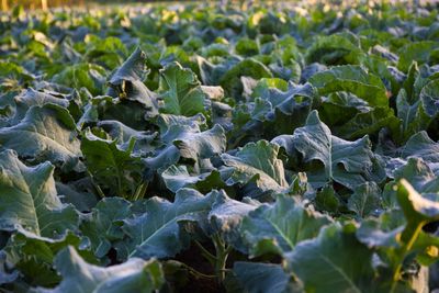 Photo de la ferme Le Potager de Prouilhe