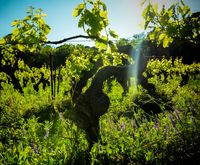 Photo de la ferme Domaine le Crouzet